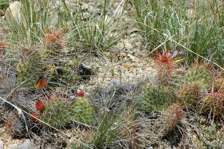 Prickly pear