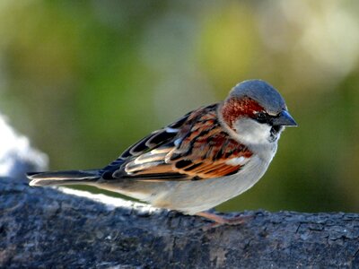 Plumage wing flying photo