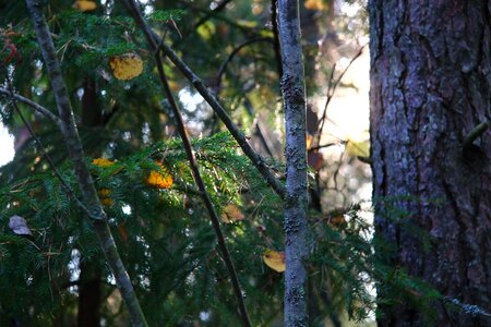 Forest autumn finnish photo