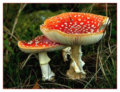Forest toadstool poison photo