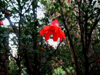 Orange-red single bright