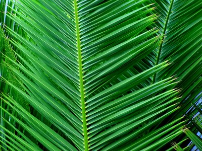 Green tropical coconut photo