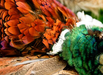 Cock game feathers