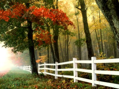 Forest fence landscape photo