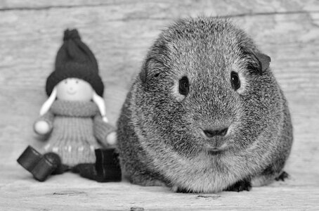 Fur animals rodent small animals