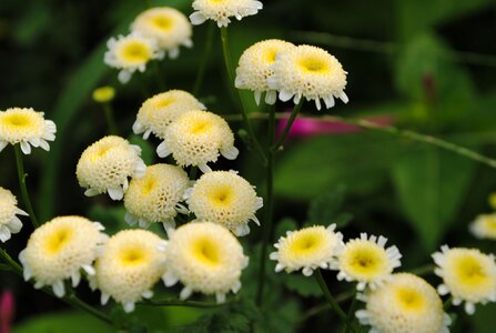 Beautiful flowers 