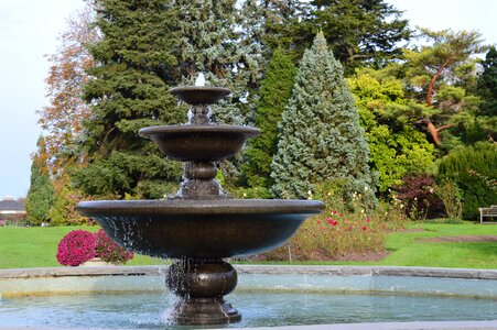 Garden trees landscaping