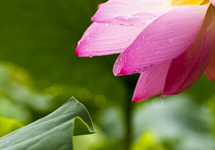 Lotus leaf pink goods