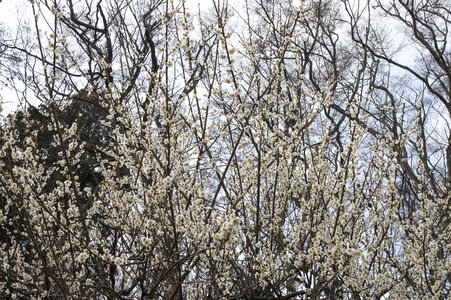 42 Flower