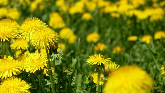 Nature bloom dandelion
