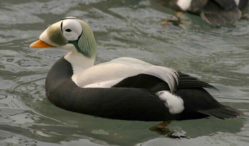 Animal aquatic bird bird photo