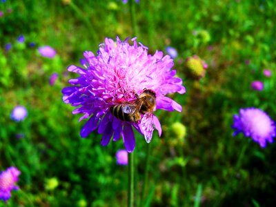 Meadow purple-pink meadow flower bee photo
