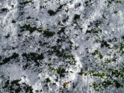 Background grass plants snow