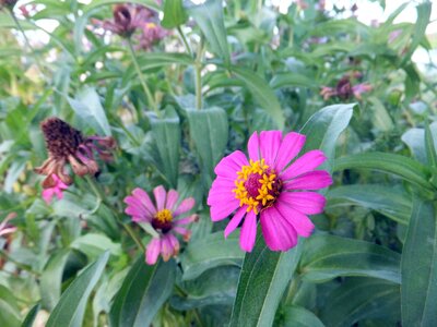 Pink plant close