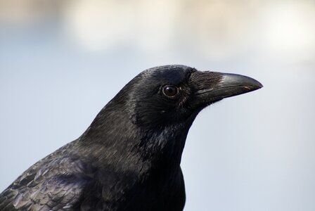 Raven bird black