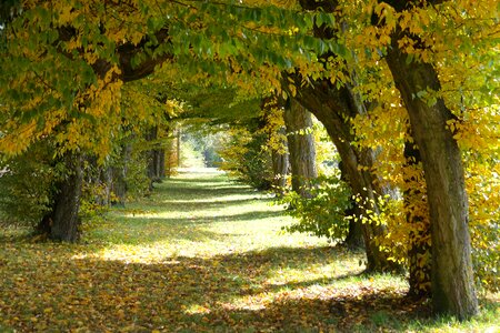 Hornbeam trees passage photo