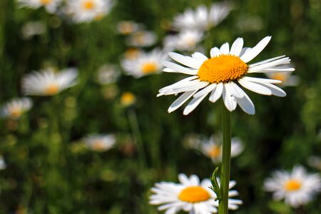 Beautiful Flowers biology bloom