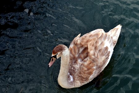 Swan