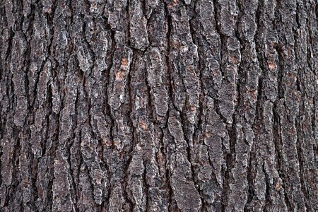 Abstract bark dry