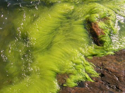 Rock seaweed water