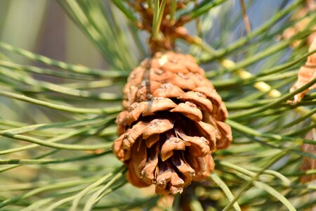 Branches white spruce evergreen photo