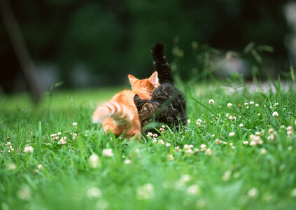 two adorable kittens in the grass photo