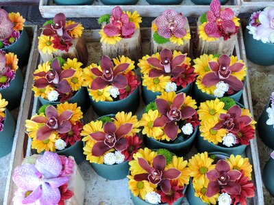 Arrangement flowerpot flowers