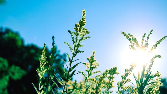 Grass plant sun photo