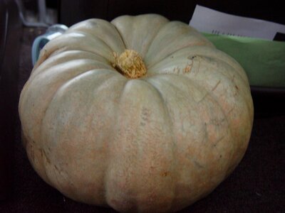 Cucurbita Moschata greenery 