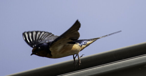 Barn Swallow taking off - Hirundo rustica