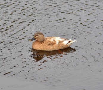 Water bird duck bird water