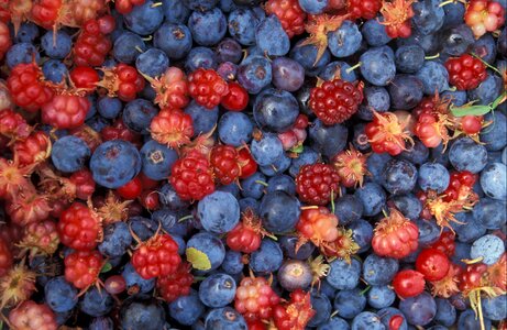 Raspberries currants wild