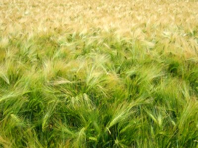 Agricultural agriculture cereal photo