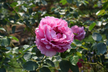 A rose pink roses Free photos