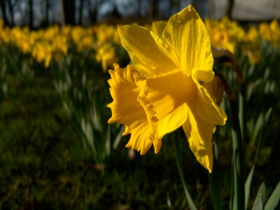 Narcissus daffodil easter photo