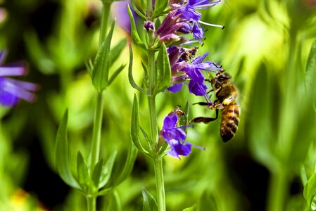 Flower purple green bee photo