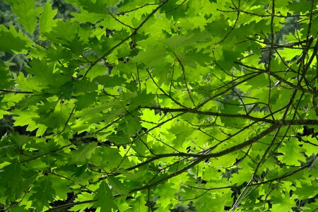 Branches green red oak photo