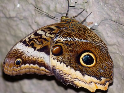 Animal arthropod biology