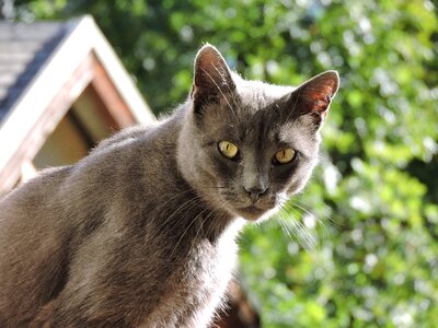 Domestic animal feline grey