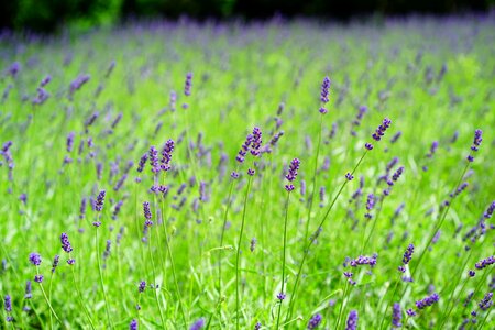 Agriculture beautiful flowers blooming photo