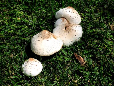 Fungi toadstools fungus