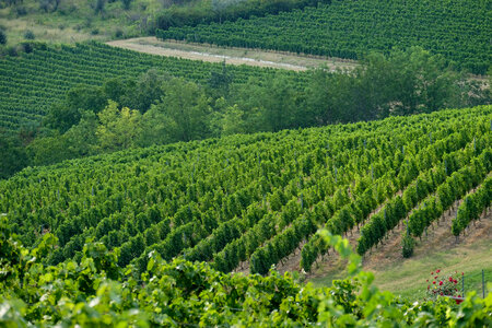 Winery Viewed From the Distance photo