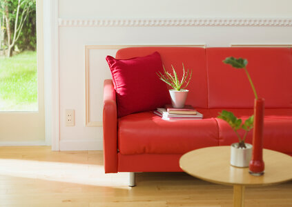 Red leather sofa with plant in a pot near photo