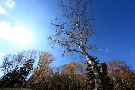 Branch forest landscape photo