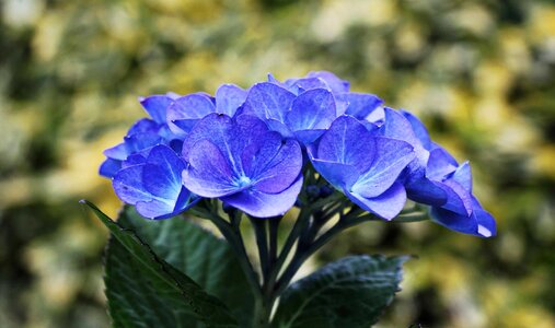 Beautiful Flowers blooming blossom