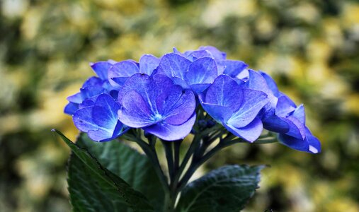 Beautiful Flowers blooming blossom photo