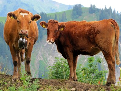 Switzerland cattle beef photo