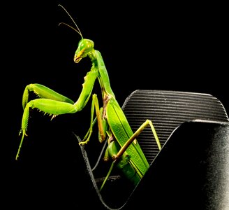 Fishing locust green close up photo