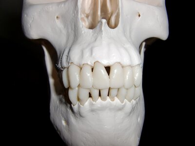 Skull bone horror bone photo