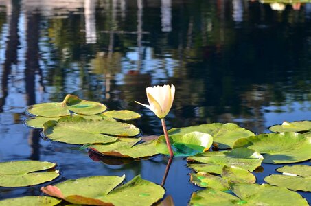 Aquatic beautiful flowers biology
